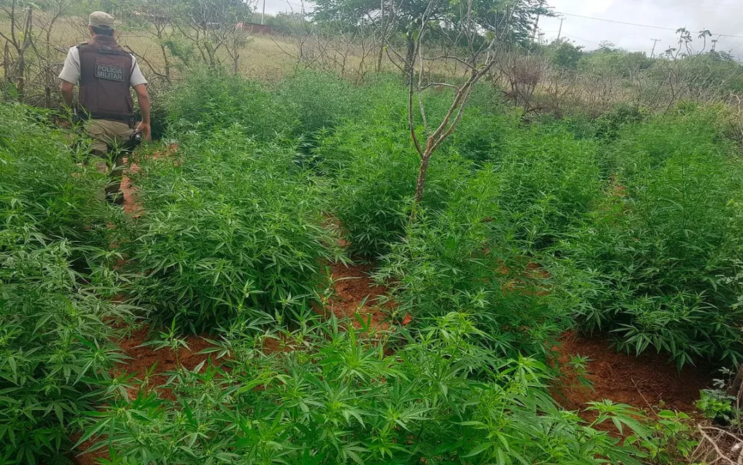 Polícia Militar localiza plantação com três mil pés de maconha na Bahia