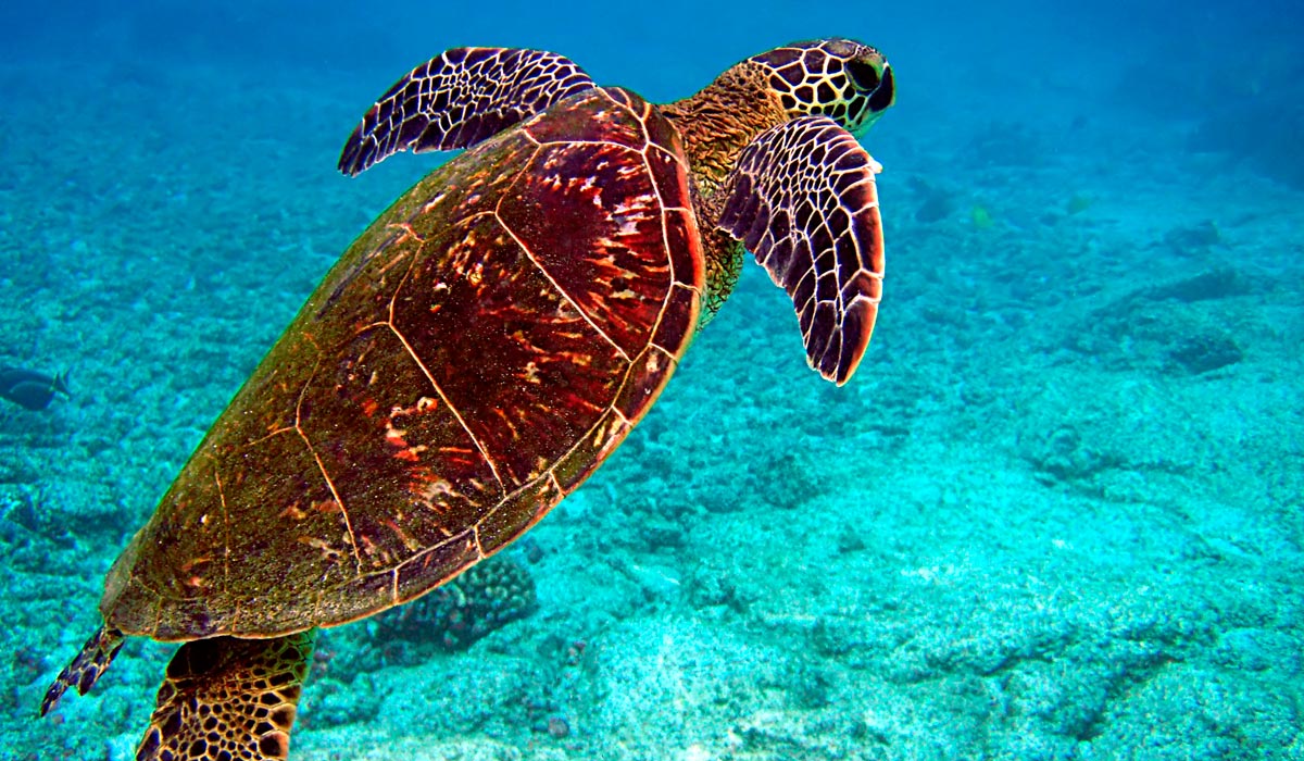 Salvador instala luzes especiais para proteger ninhos de tartarugas marinhas